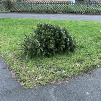 Please don't dump your tree!