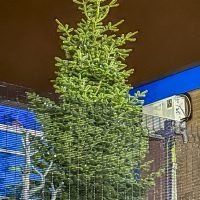 Picture of the Winster Mews Christmas Tree
